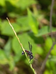 Paraleptomenes miniatus