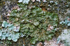 Melanelixia glabratula