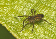 Artoriinae