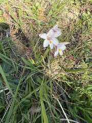 Freesia sparrmanii