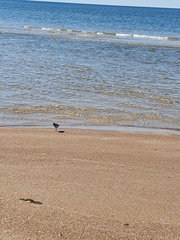 Calidris minuta