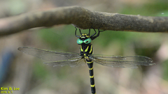 Anotogaster sieboldii