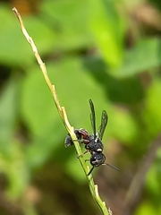 Paraleptomenes miniatus