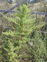 Artemisia annua