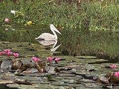Pelecanus philippensis