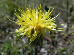 Centaurea arachnoidea