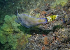 Meuschenia trachylepis