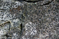 Pseudoschismatomma rufescens