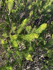 Erica multiflora