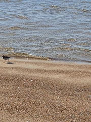 Calidris minuta