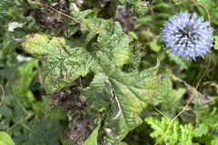 Echinops bannaticus