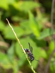 Paraleptomenes miniatus