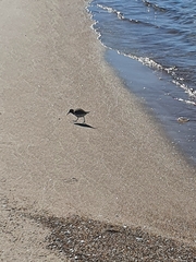 Calidris minuta