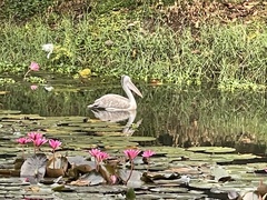 Pelecanus philippensis