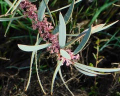 Hakea incrassata