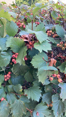 Crataegus douglasii