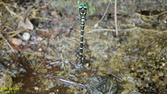 Anotogaster sieboldii