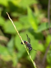 Paraleptomenes miniatus