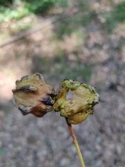 Andricus quercuscalicis