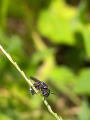 Paraleptomenes miniatus