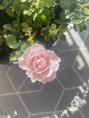 Rosa