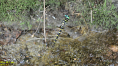 Anotogaster sieboldii