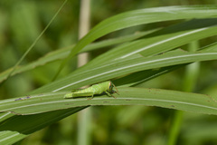 Patanga japonica