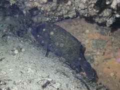 Acanthistius ocellatus