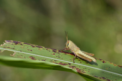 Patanga japonica