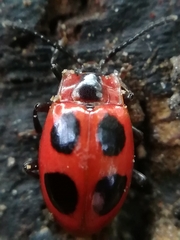 Endomychus coccineus