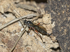 Pimpla turionellae