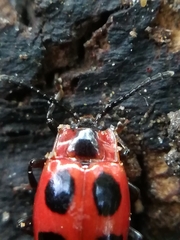 Endomychus coccineus