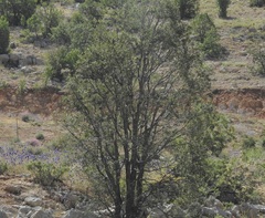 Acer monspessulanum
