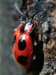 Endomychus coccineus