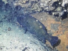 Acanthistius ocellatus