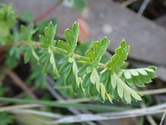 Acaena echinata