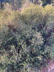 Quercus coccifera