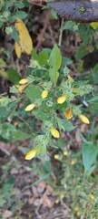 Hemigraphis