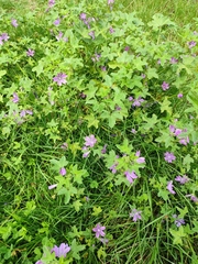 Malva sylvestris