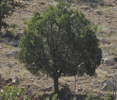 Ceratonia siliqua