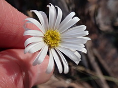 Brachyscome spathulata