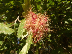 Andricus caputmedusae