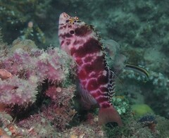 Cirrhitichthys aprinus