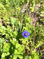 Anagallis
