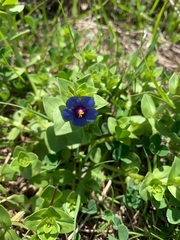 Anagallis
