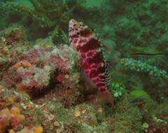 Cirrhitichthys aprinus