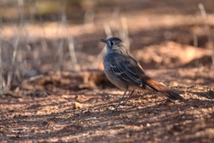 Drymodes brunneopygia