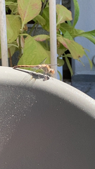 Sympetrum striolatum