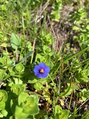 Anagallis