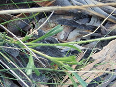 Brachyscome spathulata